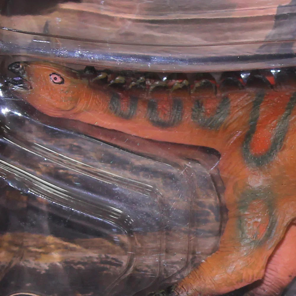 Model Dinosaur – Dacentrurus Figurine