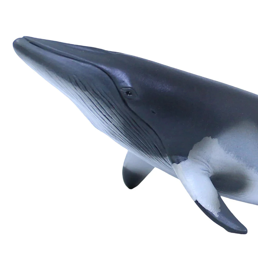 CollectA Minke Whale Figurine