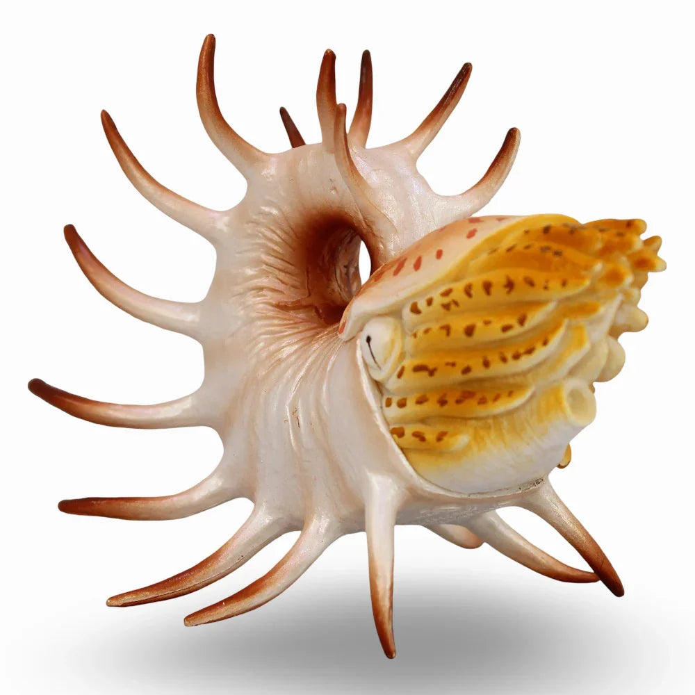 Cooperoceras Figurine