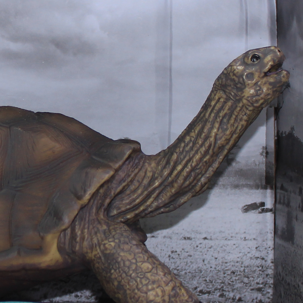 The World of Animals Wild Animals Model - Tortoise Figurine