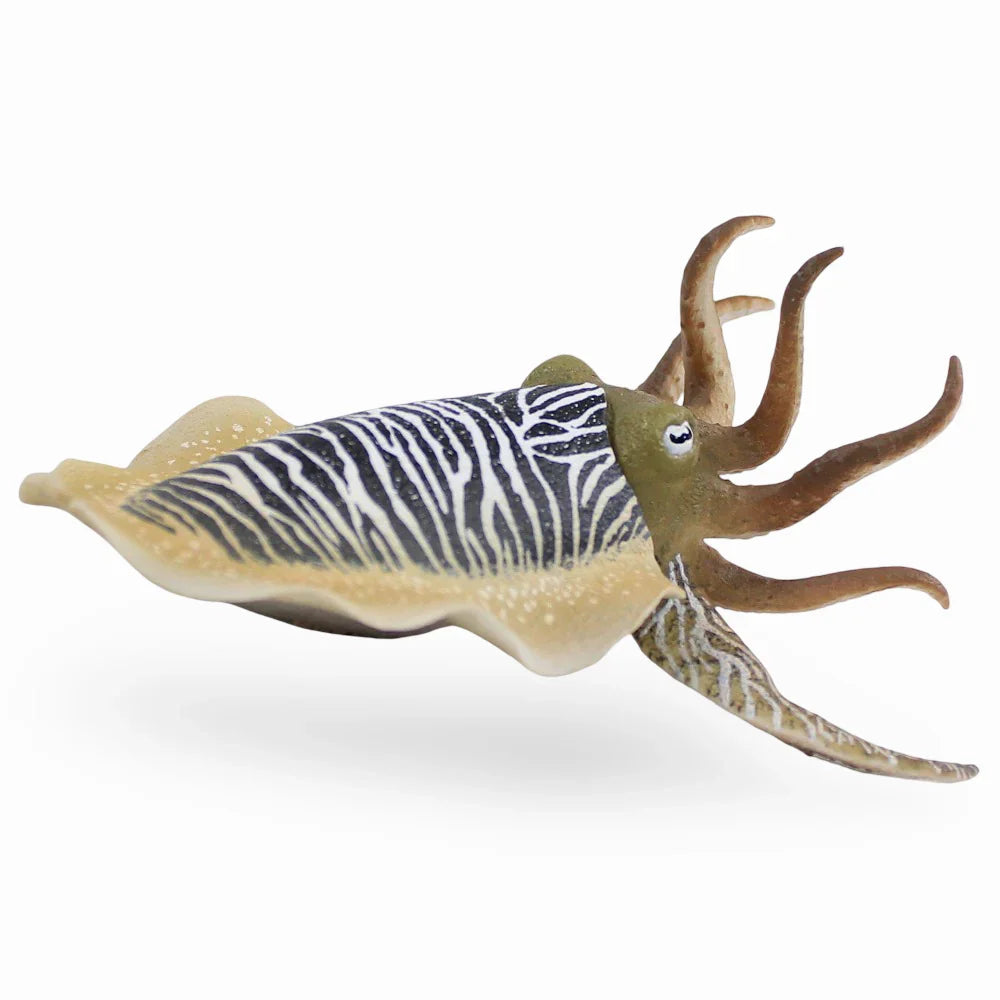 CollectA Common Cuttlefish Figure – Ourkids