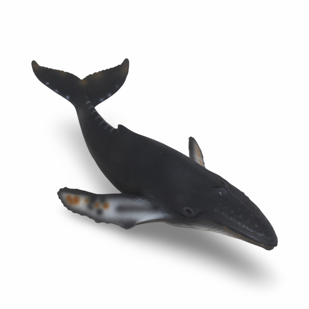 CollectA Humpback Ehale Figurine - Toys