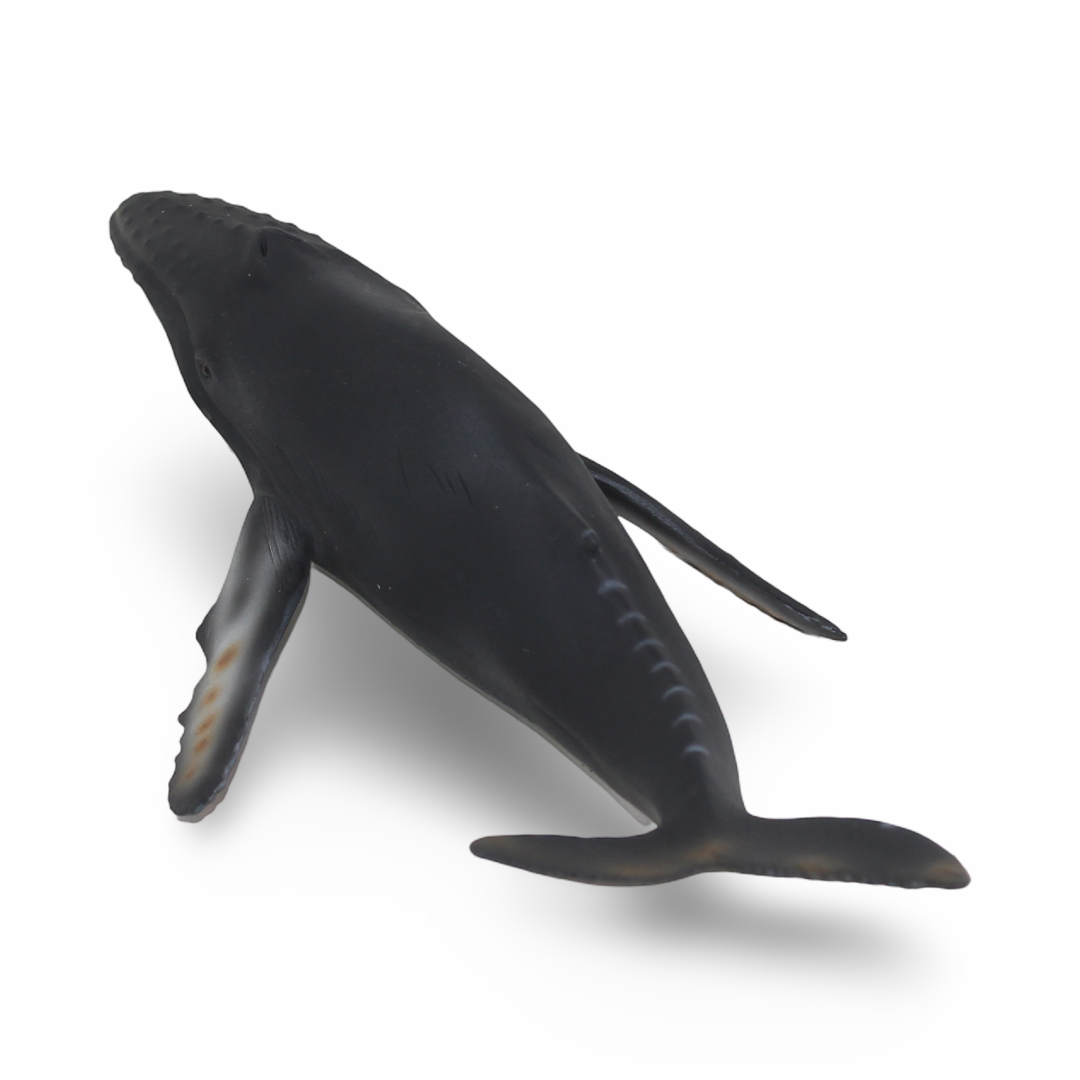 CollectA Humpback Ehale Figurine