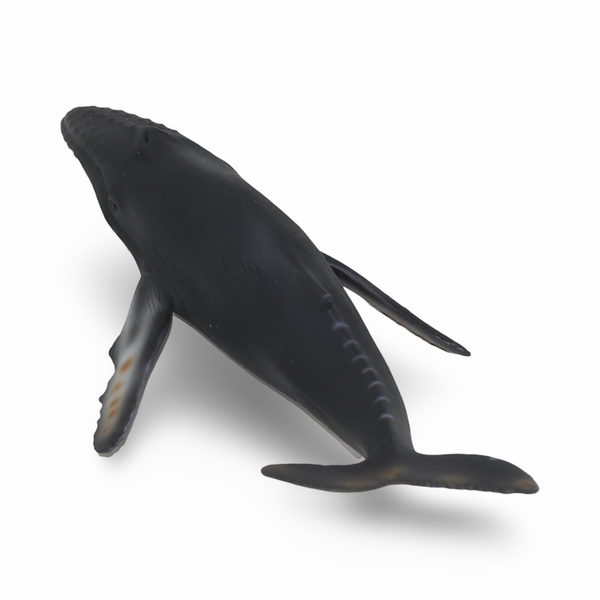 CollectA Humpback Ehale Figurine