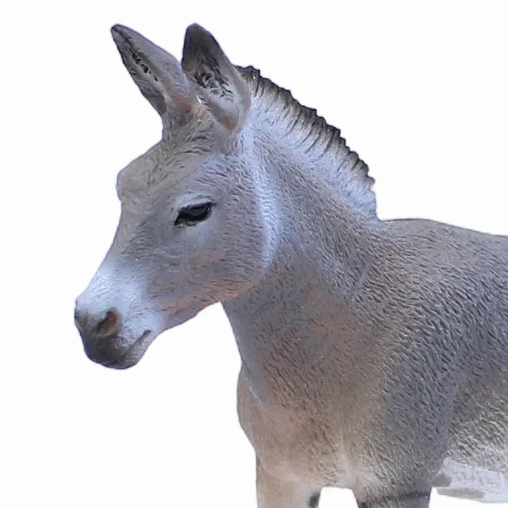 CollectA African Wild Ass Figurine