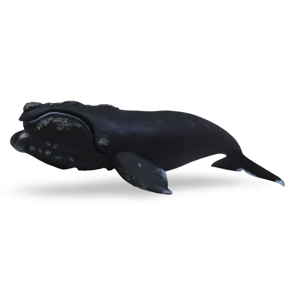 CollectA Right Whale Figurine - Toys