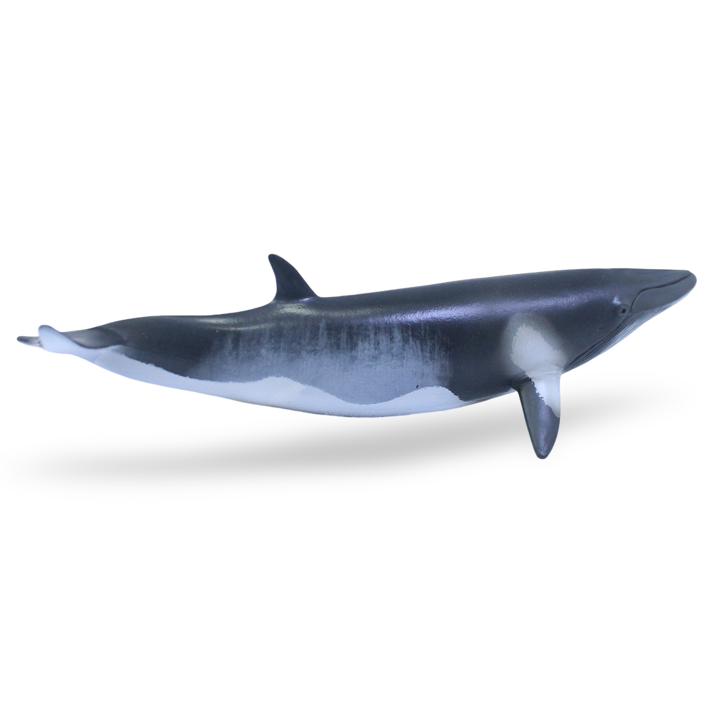 CollectA Minke Whale Figurine