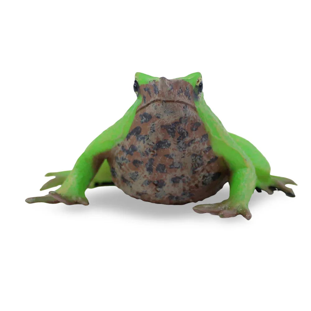 CollectA Darwin’s Frog Figurine - Toys