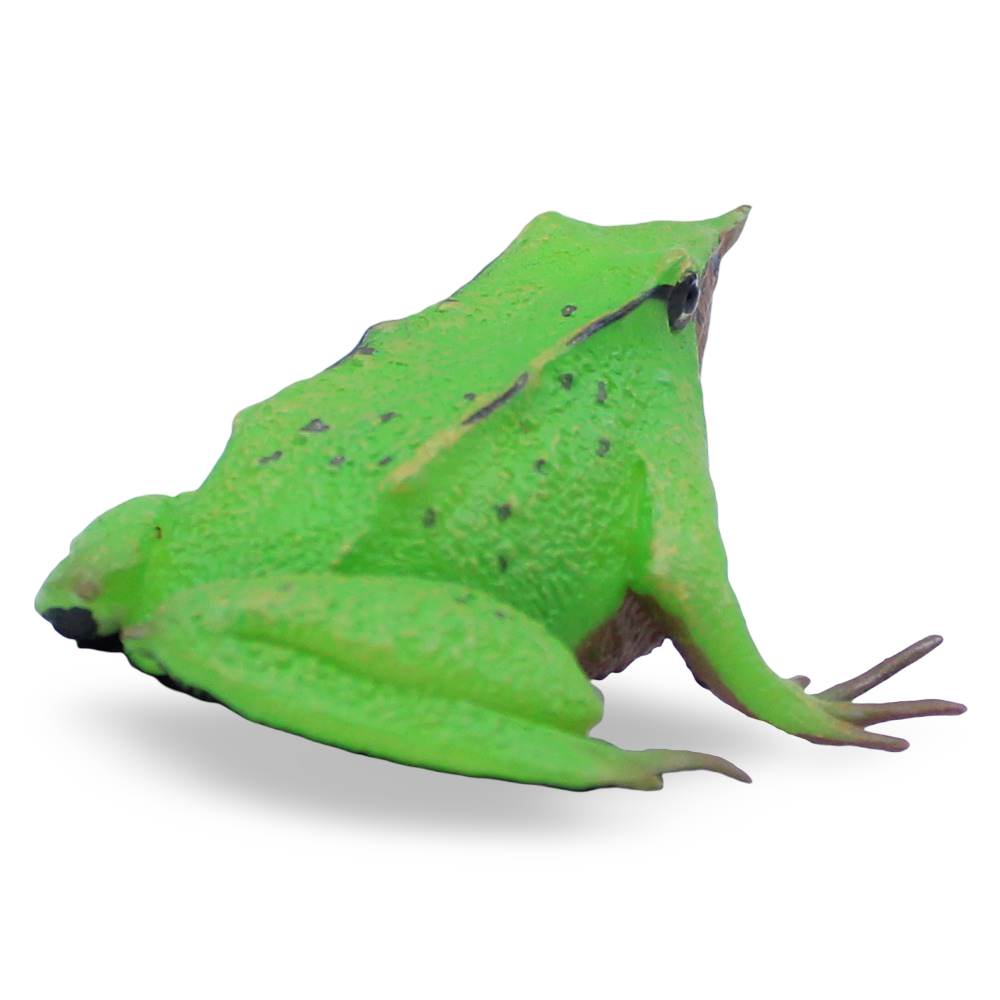 CollectA Darwin’s Frog Figurine