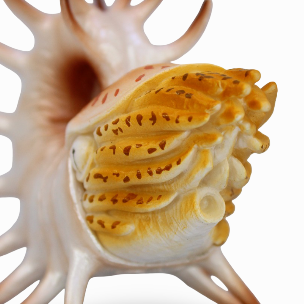 Cooperoceras Figurine