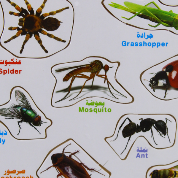 Insects Matching Board