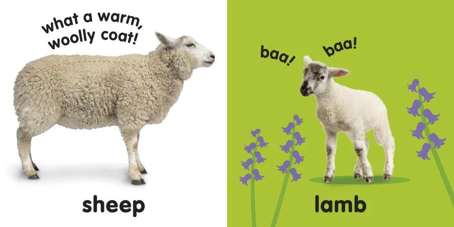 Baby Touch and Feel Farm Animals - Ourkids - DK