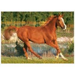 Galloping Horse - Ourkids - Trefl