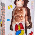 Human Body Educational Puzzle - Ourkids - OKO