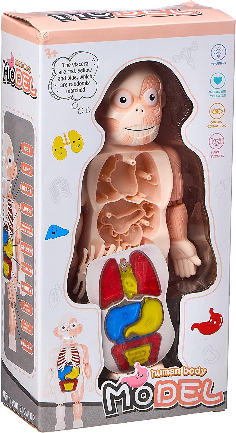 Human Body Educational Puzzle - Ourkids - OKO