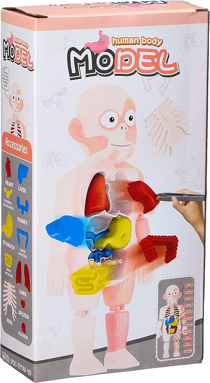 Human Body Educational Puzzle - Ourkids - OKO