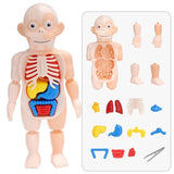 Human Body Educational Puzzle - Ourkids - OKO