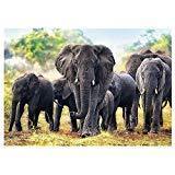 Jigsaw Puzzle African Elephants, 1000 Piece - Ourkids - Trefl